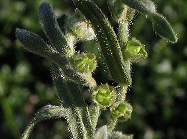 Detailed Picture 6 of San Diego Popcorn Flower