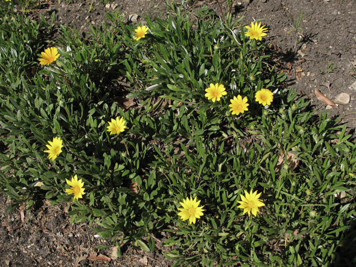 Detailed Picture 5 of Gazania