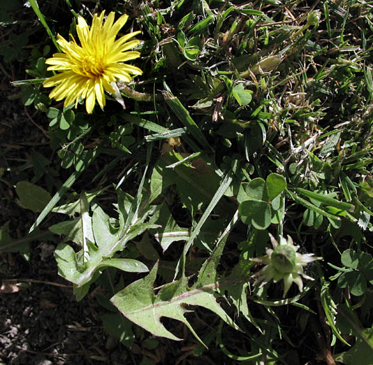 Detailed Picture 4 of Dandelion