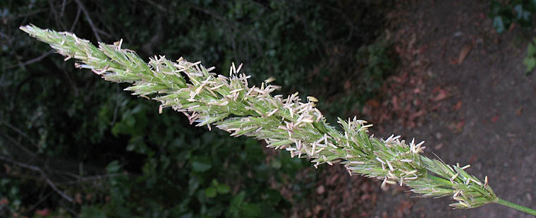 Detailed Picture 4 of Giant Wild Rye