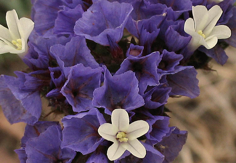 Detailed Picture 2 of Wavyleaf Sea Lavender