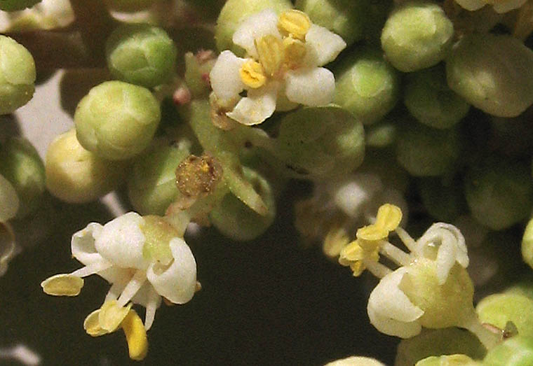 Detailed Picture 2 of Laurel Sumac