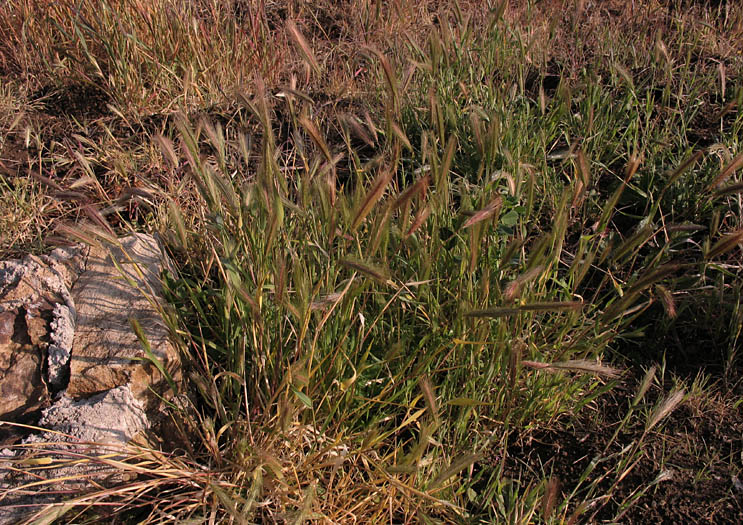 Detailed Picture 7 of Wall Barley