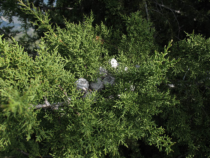 Detailed Picture 5 of Tecate Cypress