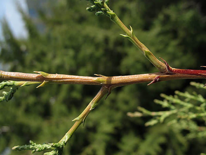 Detailed Picture 8 of Tecate Cypress