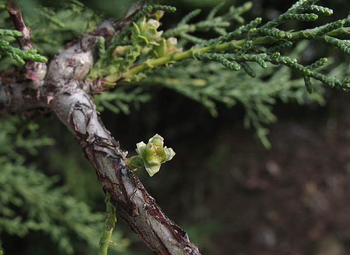 Detailed Picture 2 of Tecate Cypress