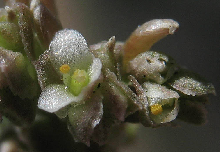 Detailed Picture 1 of Sand Cress