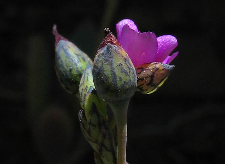 Detailed Picture 3 of Seaside Calandrinia