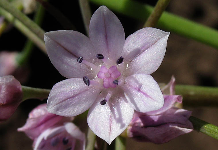 Detailed Picture 2 of Early Onion