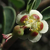 Thumbnail Picture of Cliff Spurge