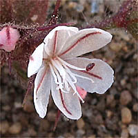 Thumbnail Picture of California Chorizanthe