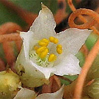 Thumbnail Picture of Saltmarsh Dodder