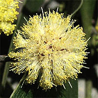 Thumbnail Picture of Blackwood Acacia