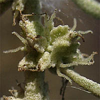 Thumbnail Picture of Four-wing Saltbush