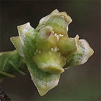 Thumbnail Picture of Tecate Cypress